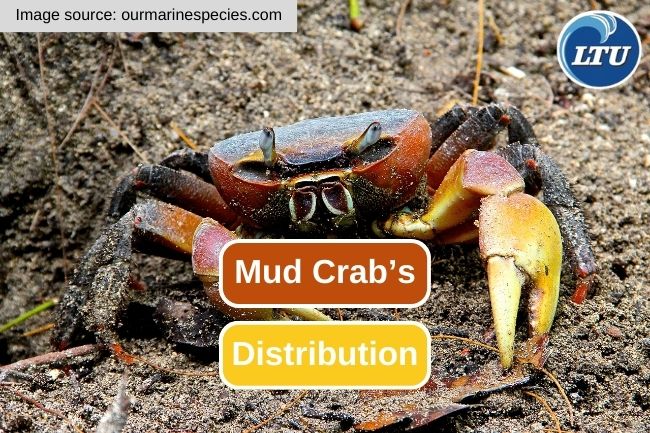 Exploring the Distribution of Mud Crab 